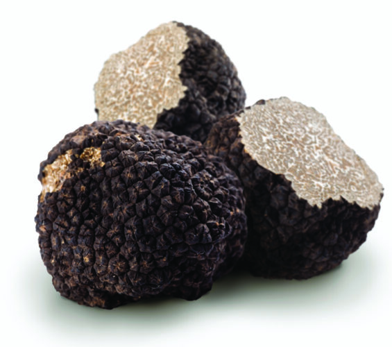 How to Grow Truffles in the United States Grit Rural American KnowHow